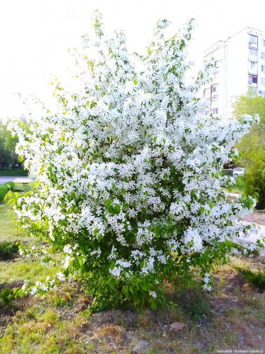 Когда цветут сады... Люси