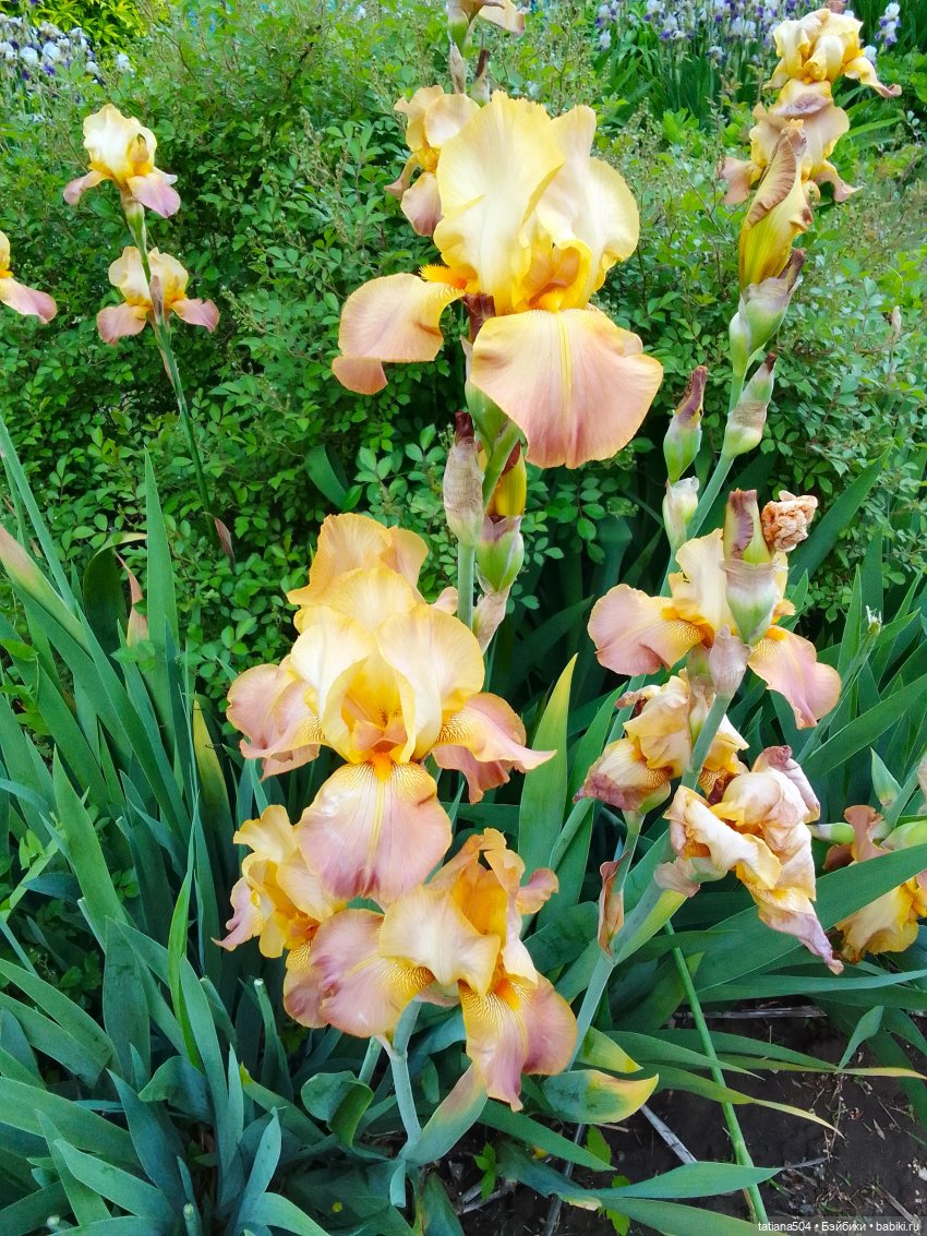 Бетси в саду ирисов (2 история)