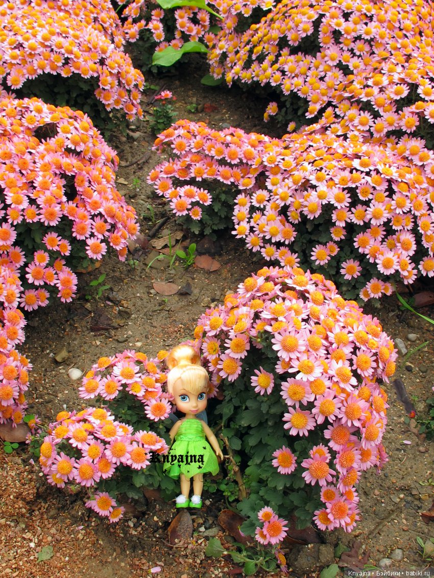 Яркая осень с хризантемами! Бывают разные - желтые и красные или Динь Динь в Ялте на балу Хризантем