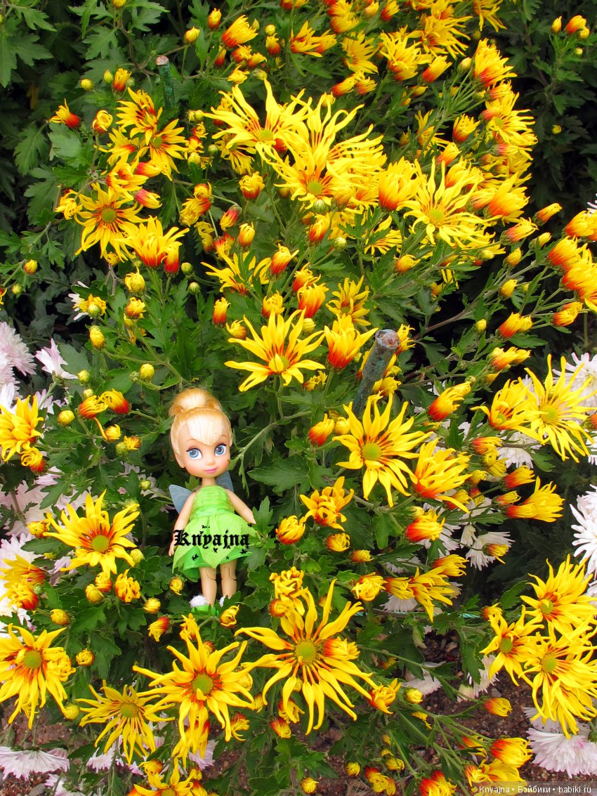 Яркая осень с хризантемами! Бывают разные - желтые и красные или Динь Динь в Ялте на балу Хризантем