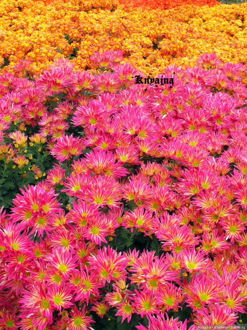 Яркая осень с хризантемами! Бывают разные - желтые и красные или Динь Динь в Ялте на балу Хризантем