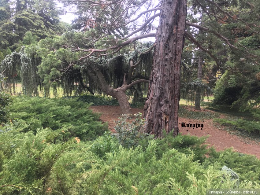 Яркая осень с хризантемами! Бывают разные - желтые и красные или Динь Динь в Ялте на балу Хризантем