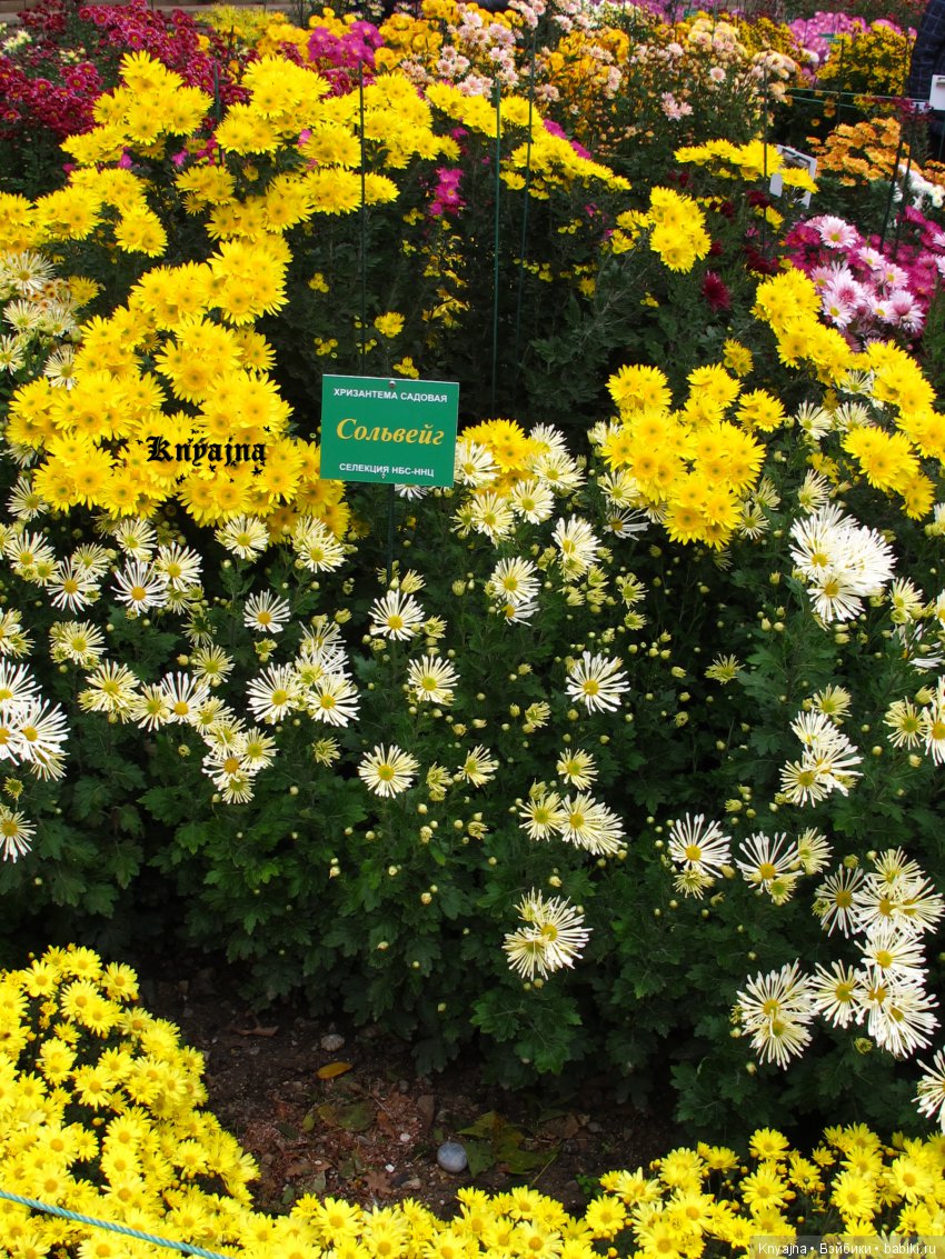 Яркая осень с хризантемами! Бывают разные - желтые и красные или Динь Динь в Ялте на балу Хризантем