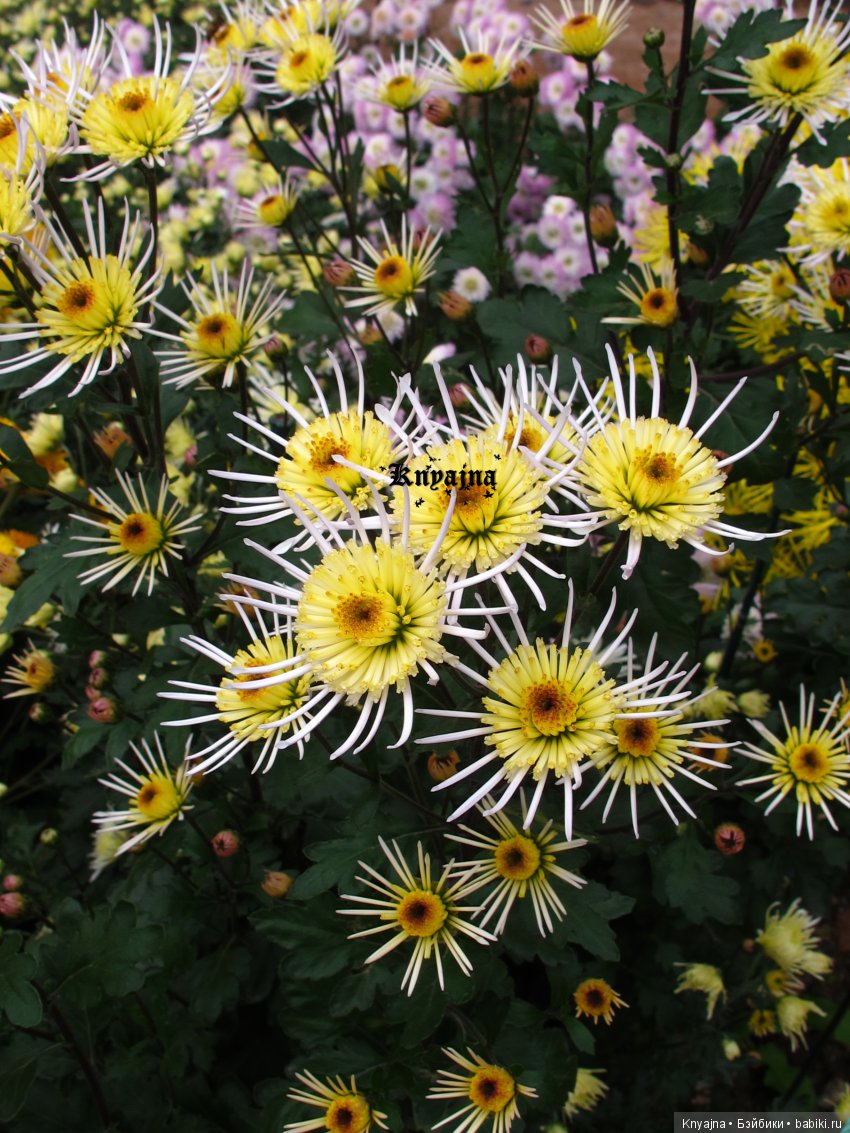 Яркая осень с хризантемами! Бывают разные - желтые и красные или Динь Динь в Ялте на балу Хризантем