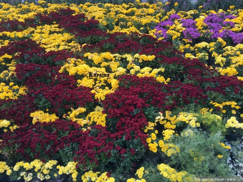 Яркая осень с хризантемами! Бывают разные - желтые и красные или Динь Динь в Ялте на балу Хризантем