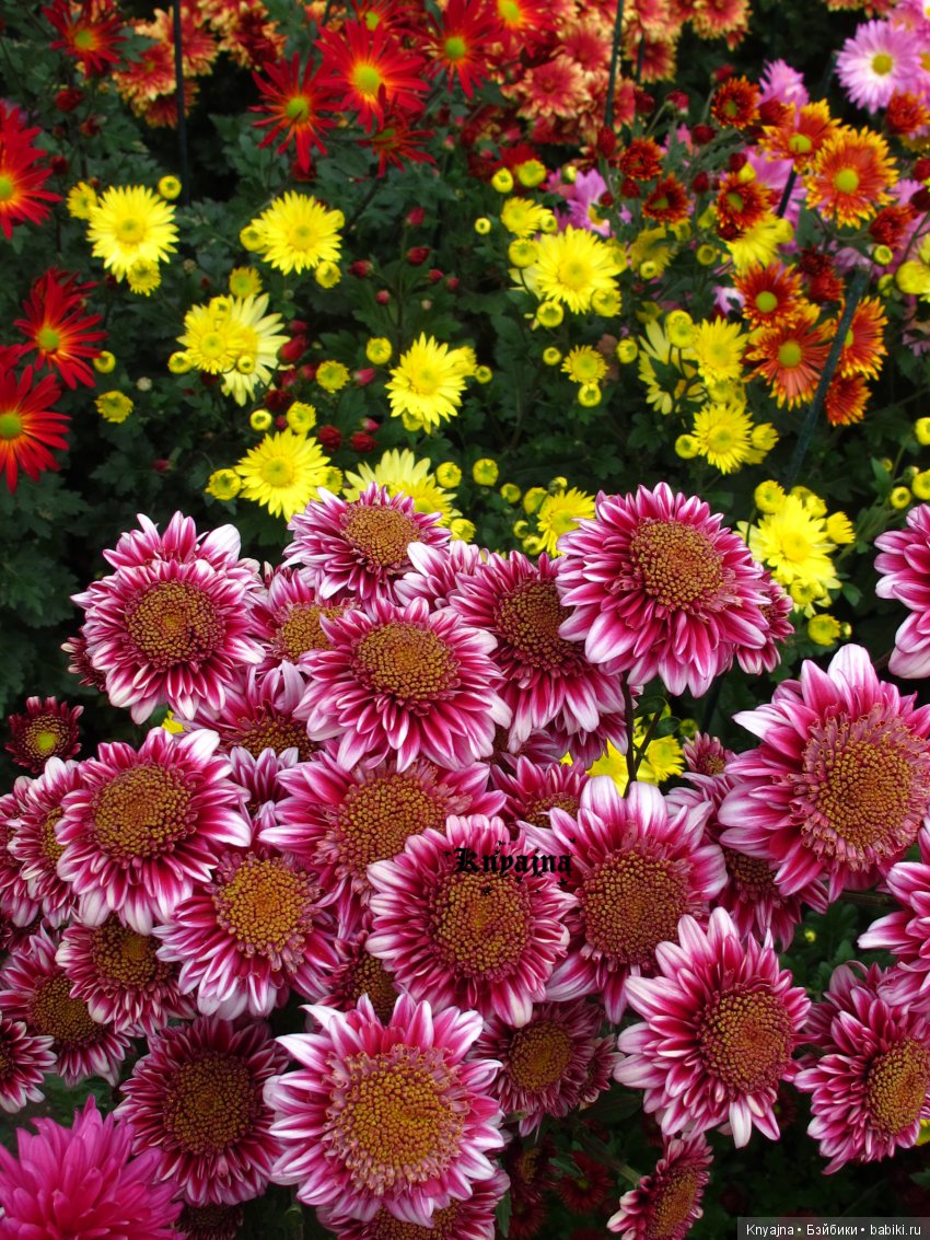 Яркая осень с хризантемами! Бывают разные - желтые и красные или Динь Динь в Ялте на балу Хризантем