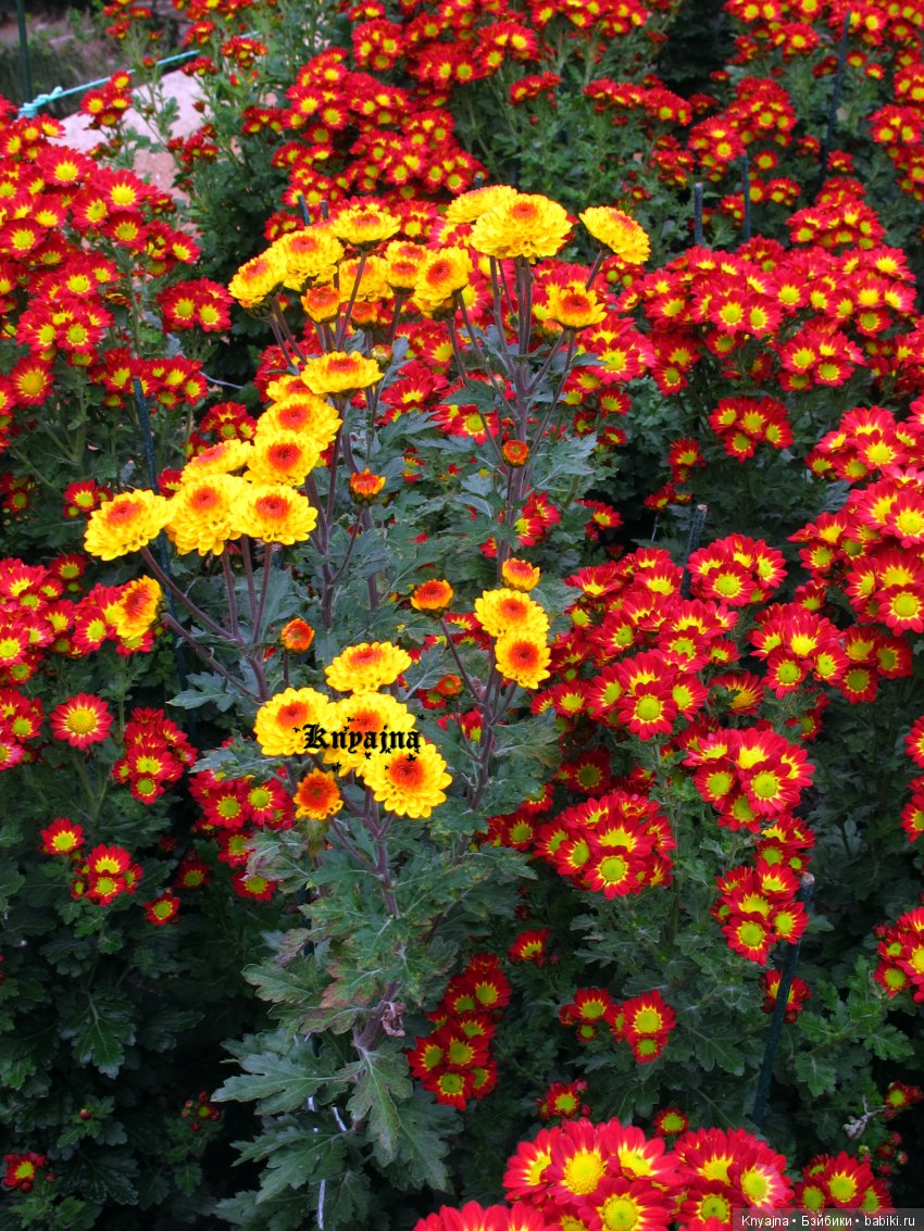 Яркая осень с хризантемами! Бывают разные - желтые и красные или Динь Динь в Ялте на балу Хризантем