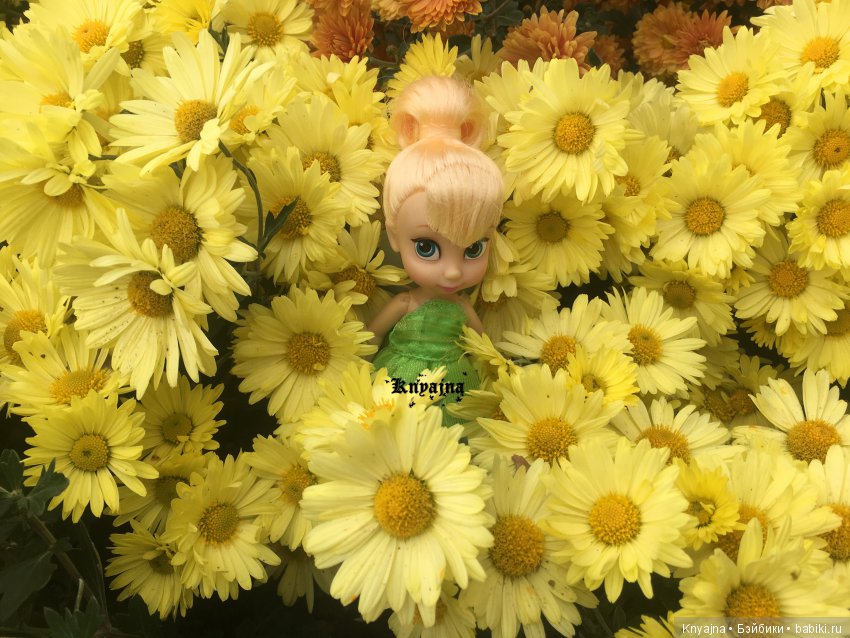 Яркая осень с хризантемами! Бывают разные - желтые и красные или Динь Динь в Ялте на балу Хризантем