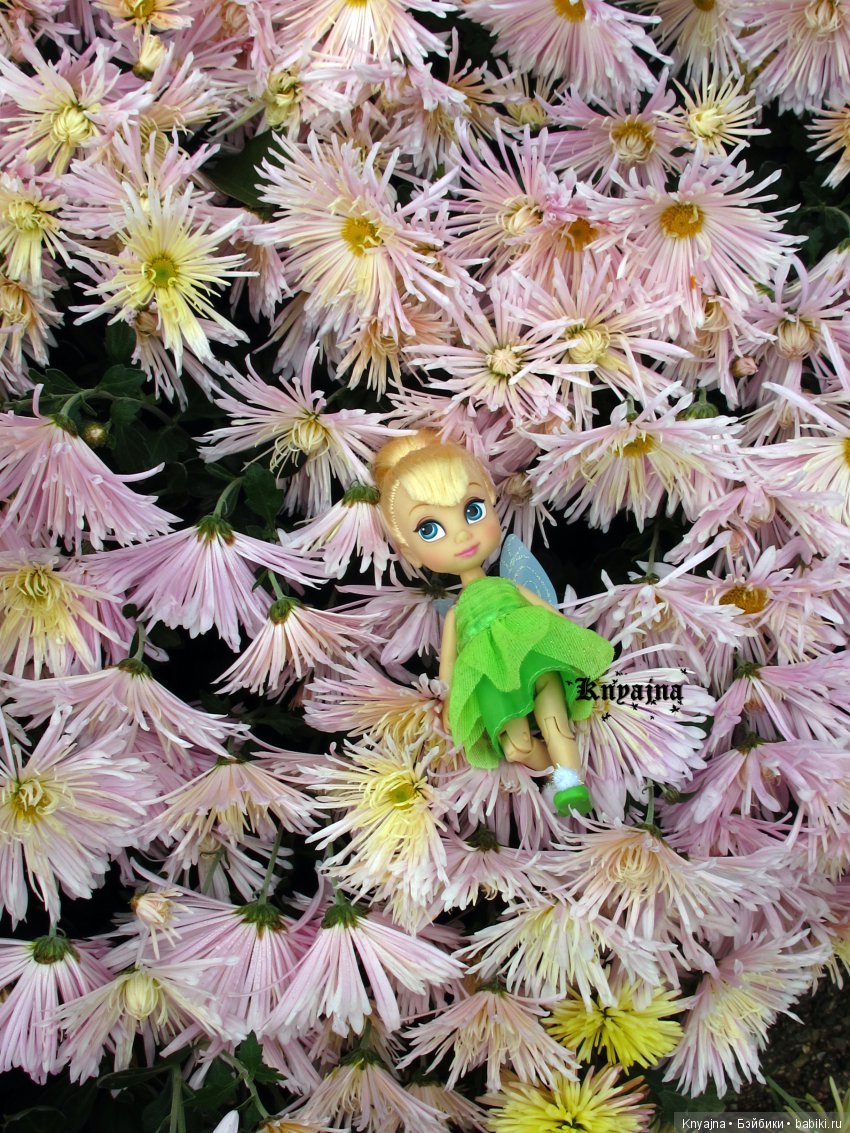 Яркая осень с хризантемами! Бывают разные - желтые и красные или Динь Динь в Ялте на балу Хризантем