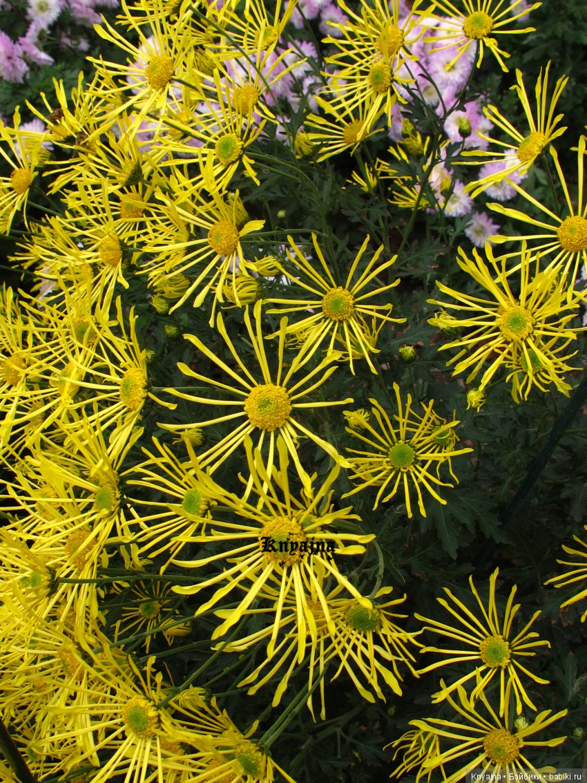 Яркая осень с хризантемами! Бывают разные - желтые и красные или Динь Динь в Ялте на балу Хризантем