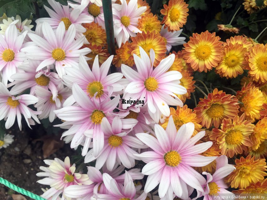 Яркая осень с хризантемами! Бывают разные - желтые и красные или Динь Динь в Ялте на балу Хризантем