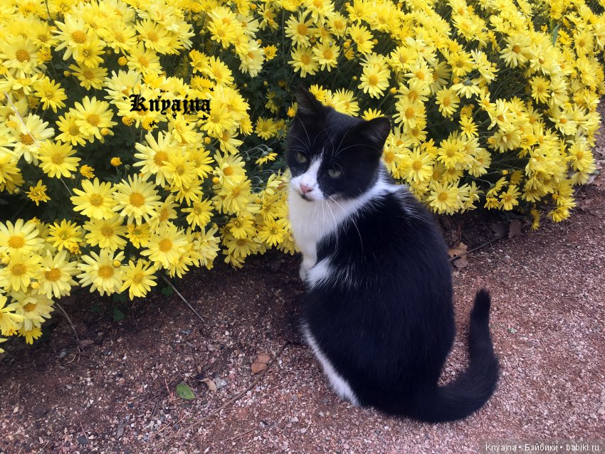 Яркая осень с хризантемами! Бывают разные - желтые и красные или Динь Динь в Ялте на балу Хризантем