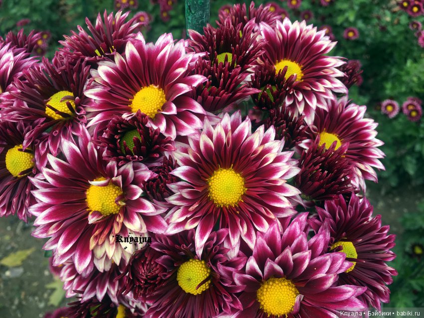 Яркая осень с хризантемами! Бывают разные - желтые и красные или Динь Динь в Ялте на балу Хризантем