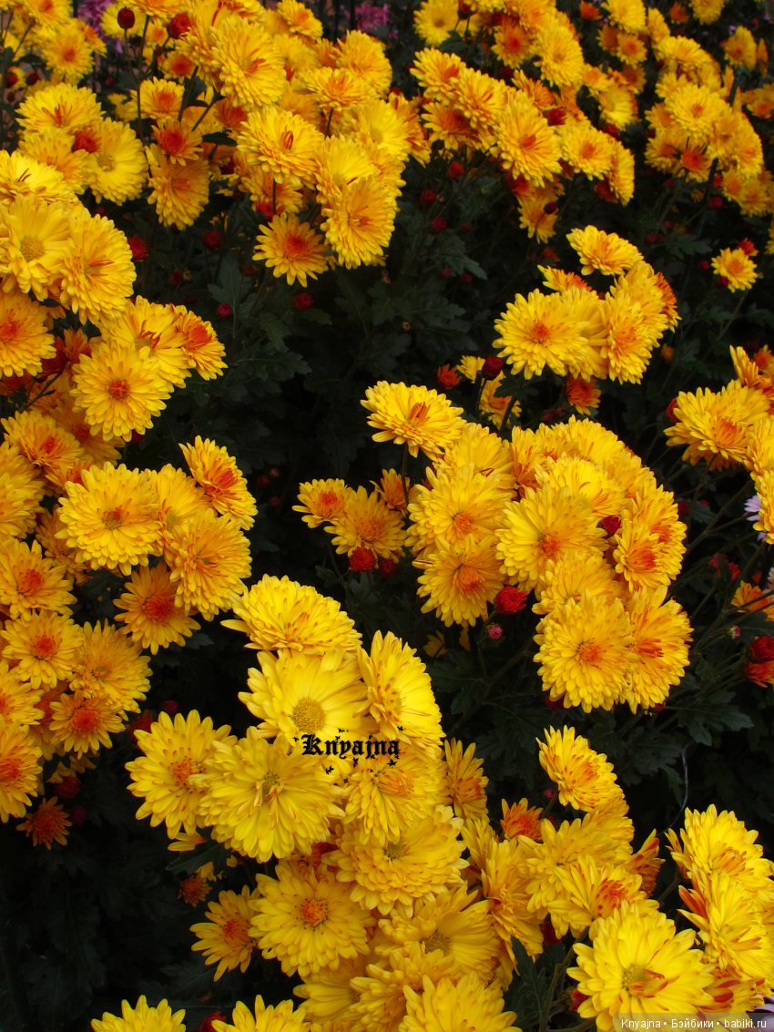 Яркая осень с хризантемами! Бывают разные - желтые и красные или Динь Динь в Ялте на балу Хризантем