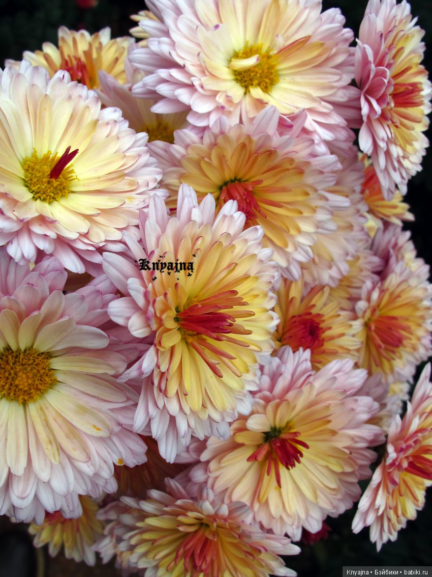 Яркая осень с хризантемами! Бывают разные - желтые и красные или Динь Динь в Ялте на балу Хризантем