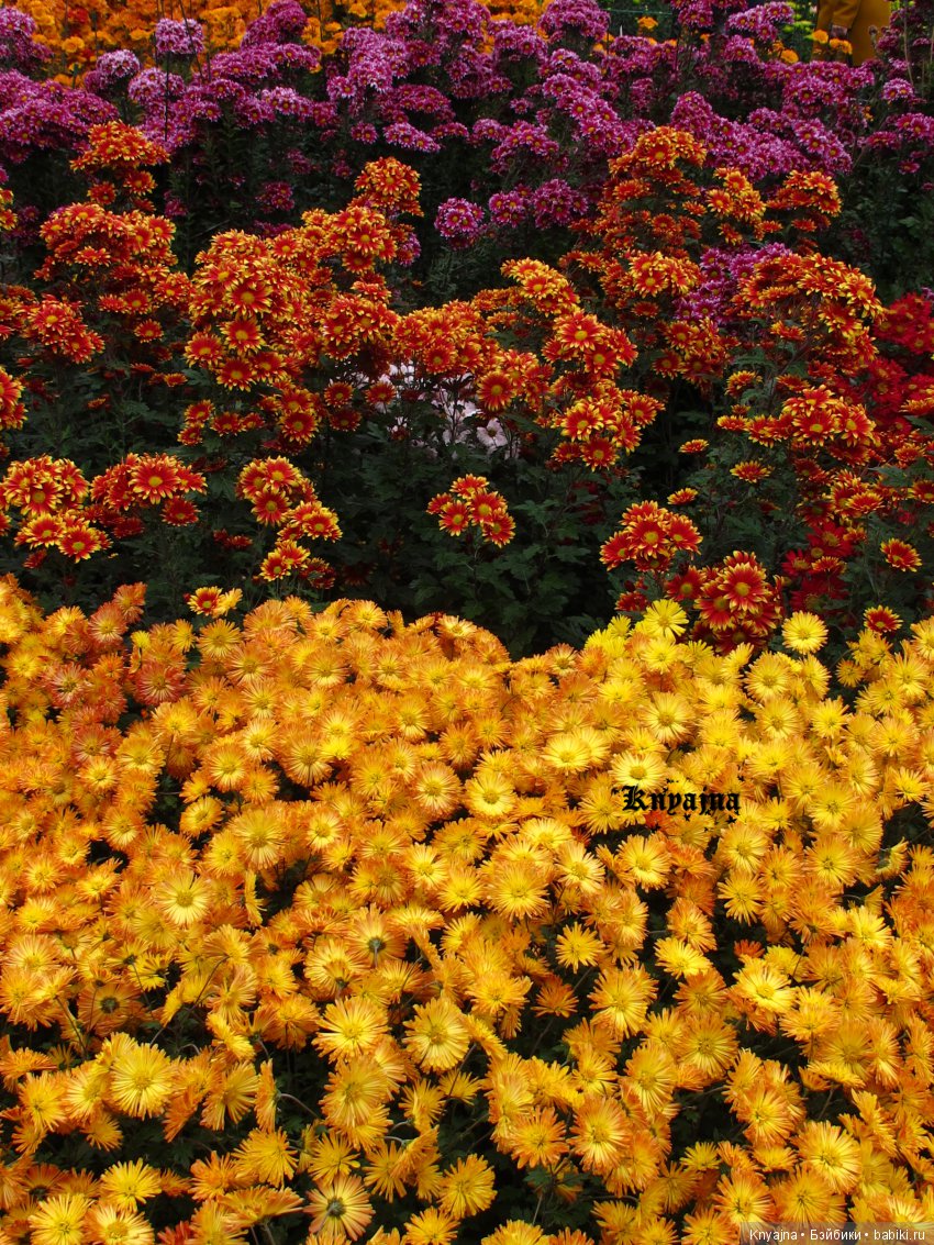 Яркая осень с хризантемами! Бывают разные - желтые и красные или Динь Динь в Ялте на балу Хризантем