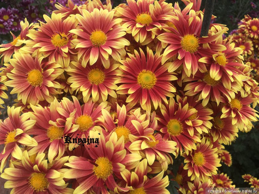 Яркая осень с хризантемами! Бывают разные - желтые и красные или Динь Динь в Ялте на балу Хризантем (фото 7)