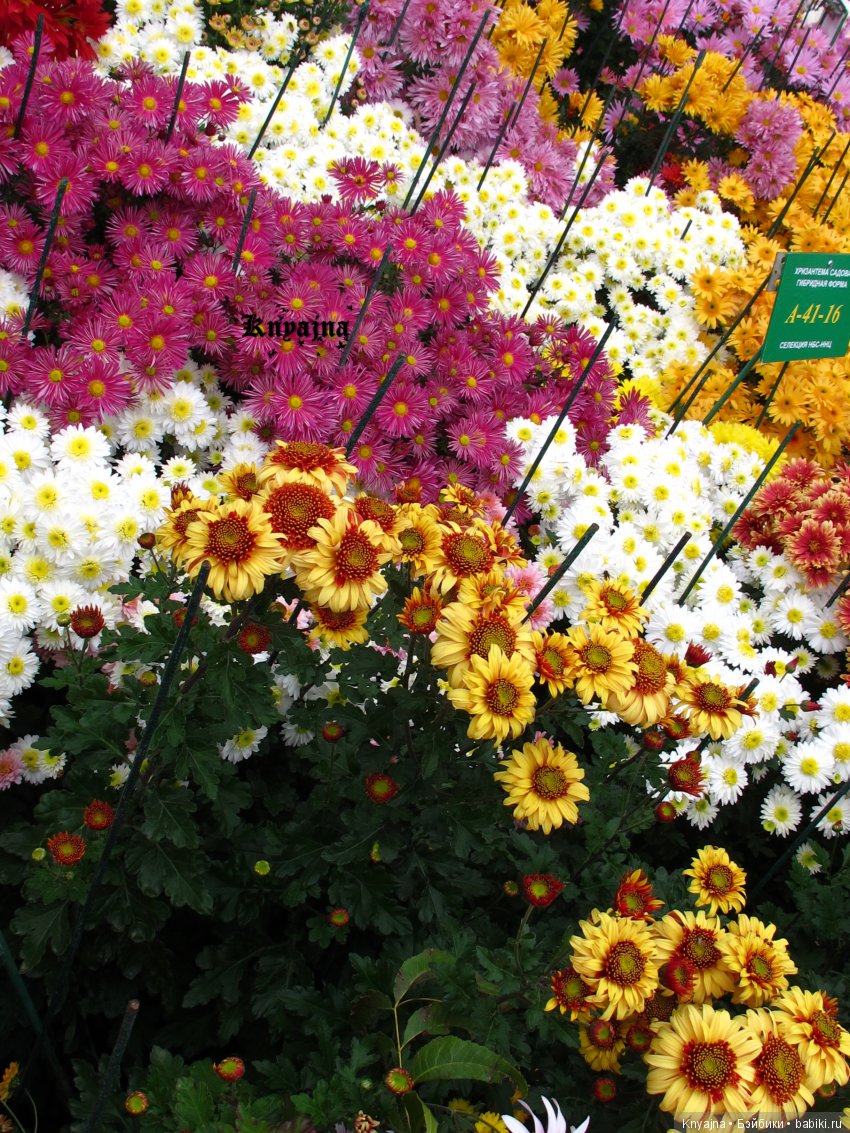 Яркая осень с хризантемами! Бывают разные - желтые и красные или Динь Динь в Ялте на балу Хризантем