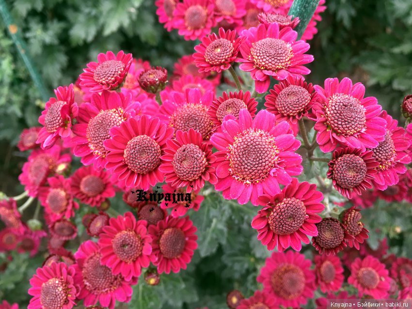 Яркая осень с хризантемами! Бывают разные - желтые и красные или Динь Динь в Ялте на балу Хризантем (фото 4)