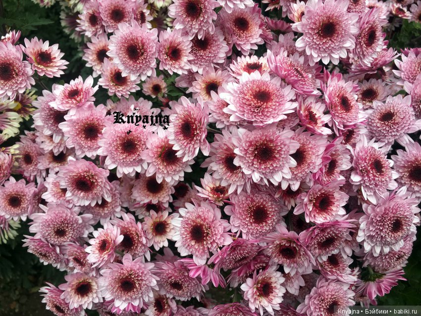 Яркая осень с хризантемами! Бывают разные - желтые и красные или Динь Динь в Ялте на балу Хризантем (фото 8)