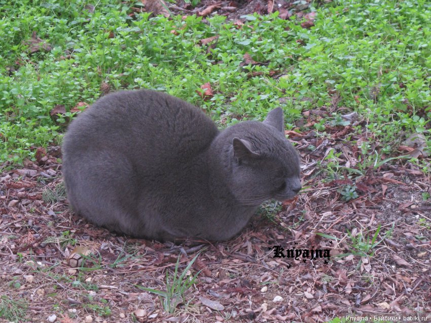 Посещение Херсонеса Таврического (Корсуни) или прогулка Матильды в V до н. э