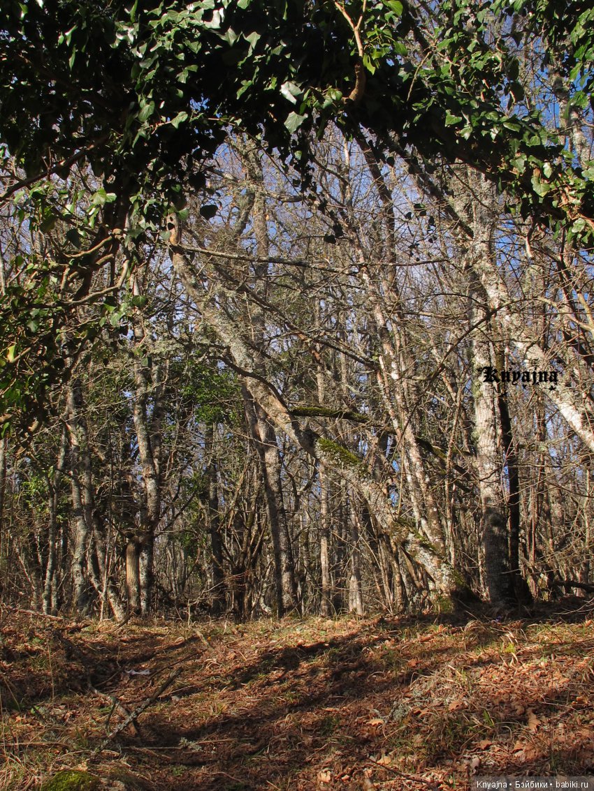 Амелия - вторая куколка в линейке A Girl for All Time