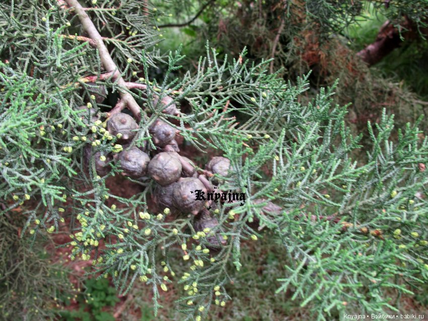 Встреча с единомышленниками в Севастополе! Или куклы разные нужны, куклы разные важны