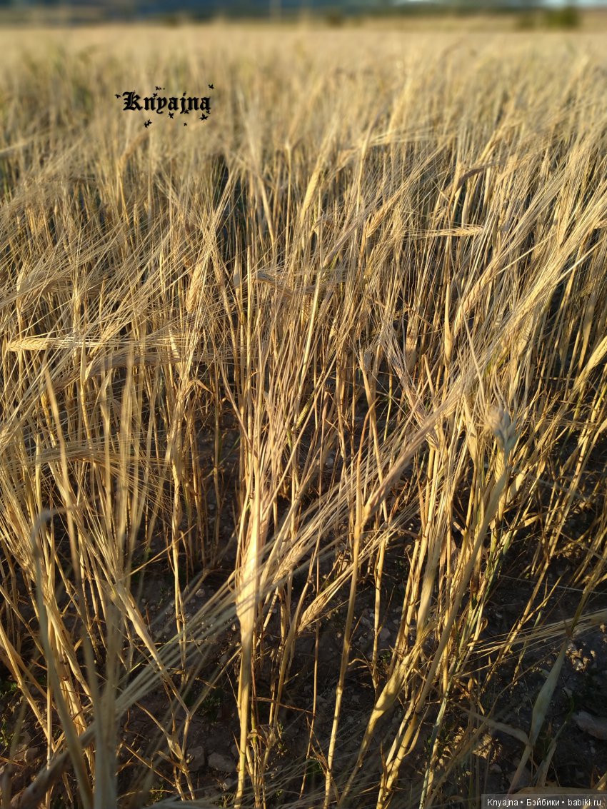 Большое лето маленьких крузелинг (фото 8)