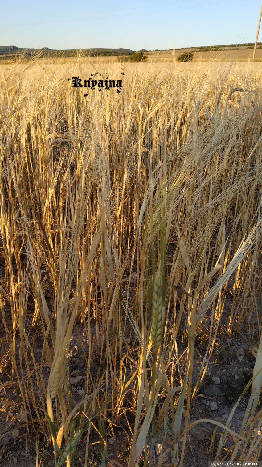 Большое лето маленьких крузелинг (фото 9)