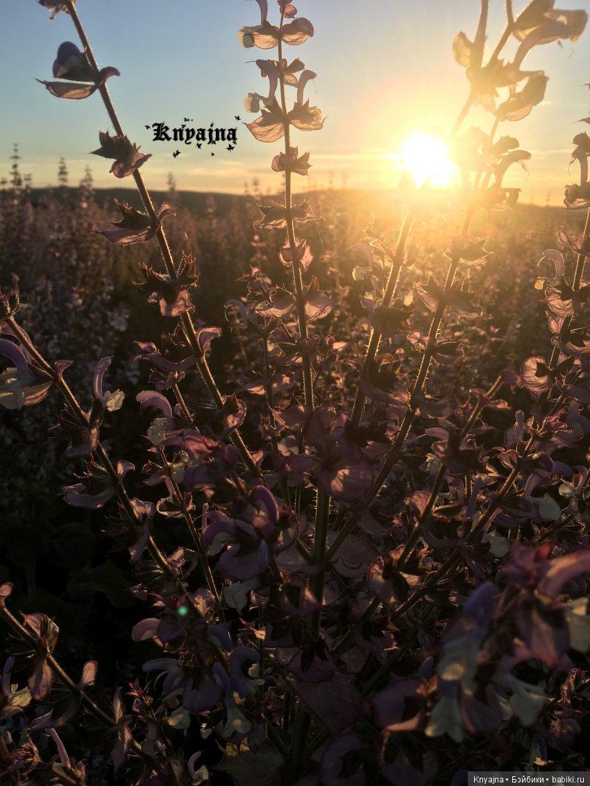 Большое лето маленьких крузелинг (фото 10)