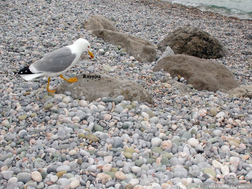 Весна! Жуки прилетели! или моя малышка Леди Баг, Леди Жук