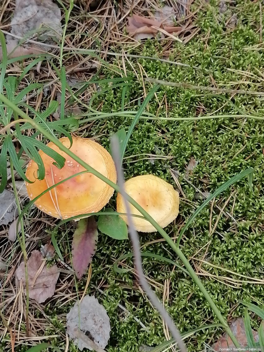 Гость с планеты Мелмак — Разные шарнирные куклы (не БЖД): редкие (фото 4)