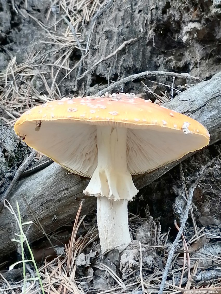 Гость с планеты Мелмак — Разные шарнирные куклы (не БЖД): редкие (фото 2)