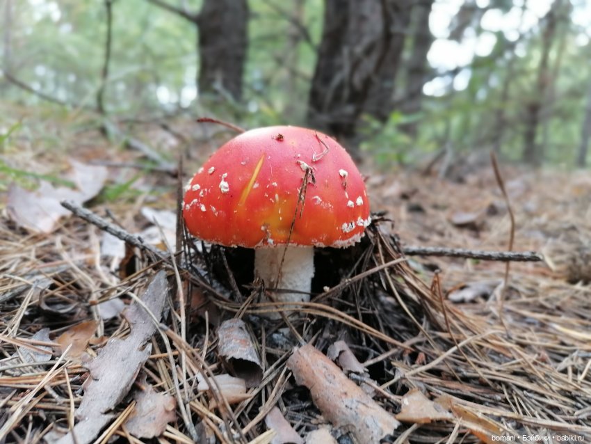 Гость с планеты Мелмак — Разные шарнирные куклы (не БЖД): редкие