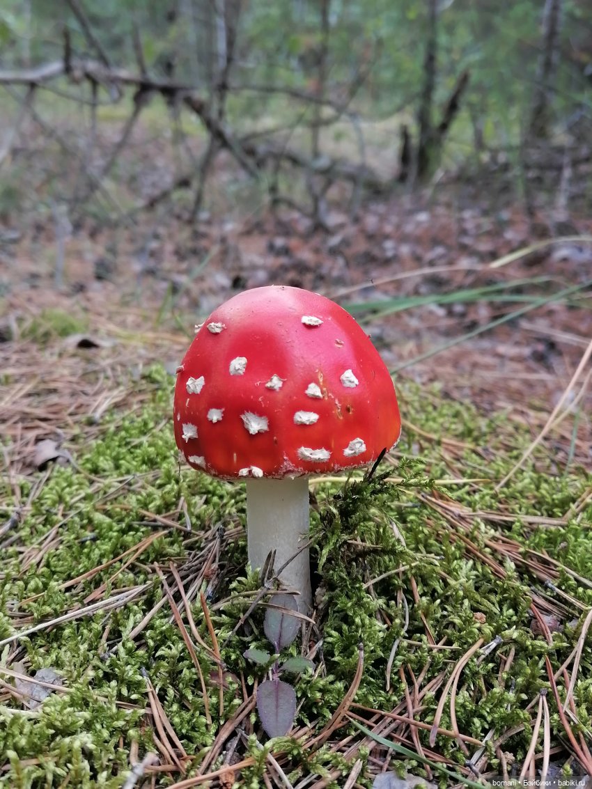 Гость с планеты Мелмак — Разные шарнирные куклы (не БЖД): редкие (фото 3)