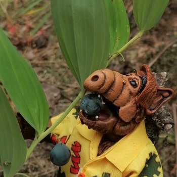 Гость с планеты Мелмак