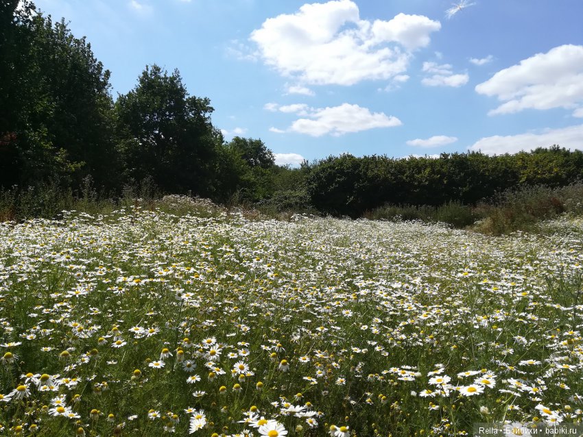 Любимая Кора, Cora Sasha Morgenthaer doll (фото 3)
