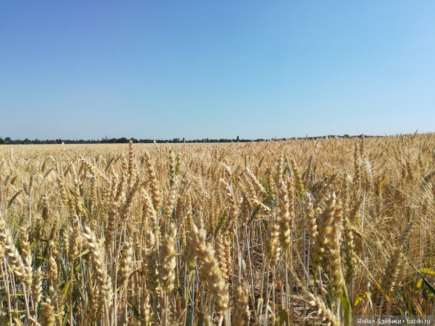 Любимая Кора, Cora Sasha Morgenthaer doll (фото 2)