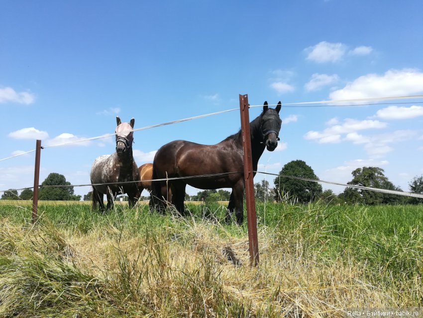 Любимая Кора, Cora Sasha Morgenthaer doll (фото 5)