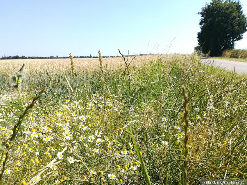 Любимая Кора, Cora Sasha Morgenthaer doll