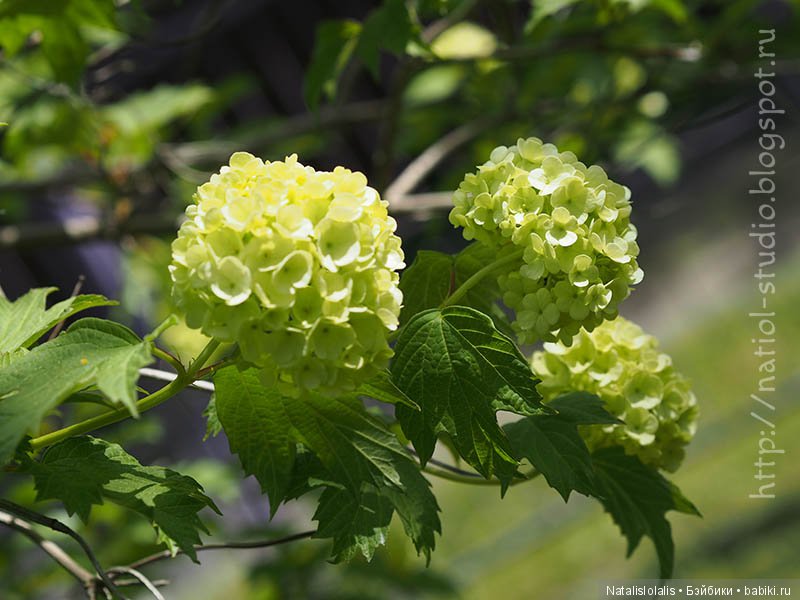 А осень начинается в июле, внезапным увяданием садов | Бэйбики А осень начинается в июле, внезапным увяданием садов