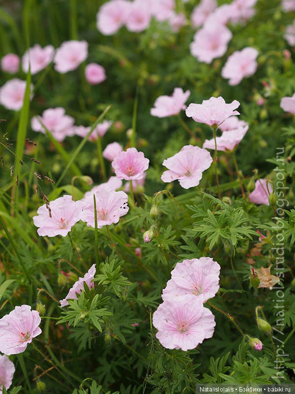 А осень начинается в июле, внезапным увяданием садов | Бэйбики А осень начинается в июле, внезапным увяданием садов (фото 6)