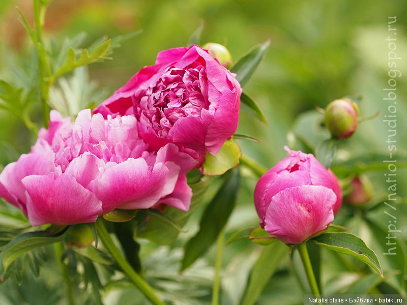 А осень начинается в июле, внезапным увяданием садов | Бэйбики А осень начинается в июле, внезапным увяданием садов (фото 7)