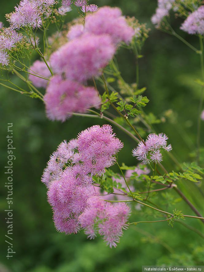 А осень начинается в июле, внезапным увяданием садов | Бэйбики А осень начинается в июле, внезапным увяданием садов (фото 10)