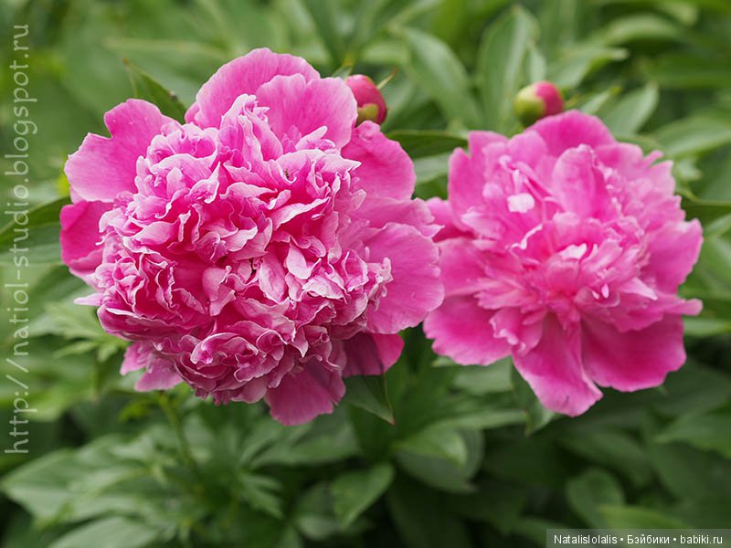 А осень начинается в июле, внезапным увяданием садов | Бэйбики А осень начинается в июле, внезапным увяданием садов