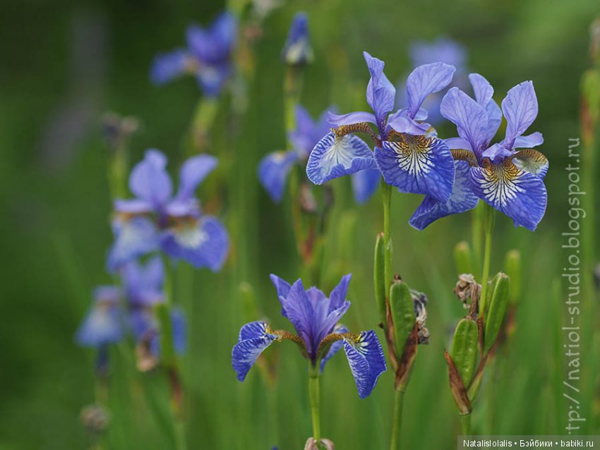 А осень начинается в июле, внезапным увяданием садов | Бэйбики А осень начинается в июле, внезапным увяданием садов (фото 4)