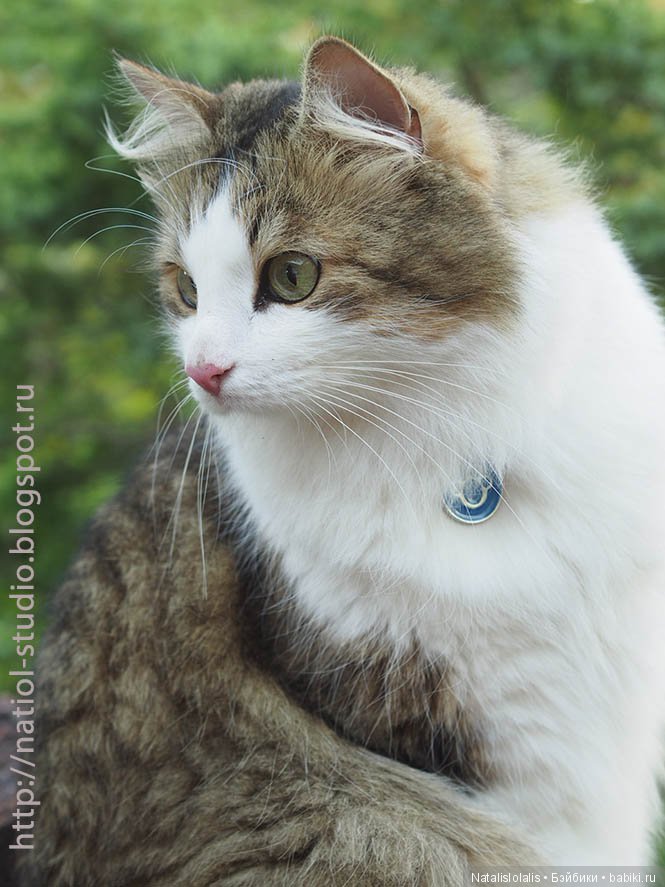 Дружилки Kidz'n'Cats на каникулах