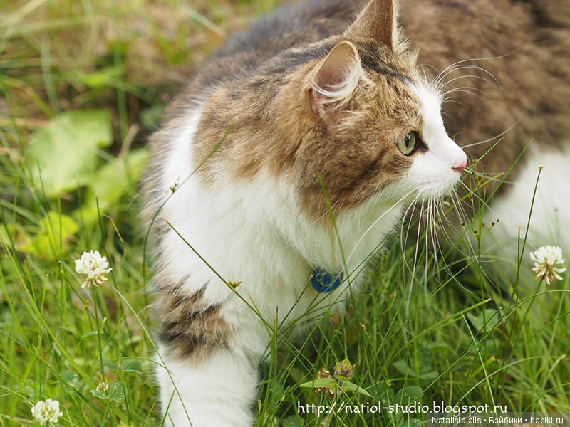 Босоногое детство — Куклы Kidz'n'Cats (Соня Хартман): шарнирные 46 см (фото 10)