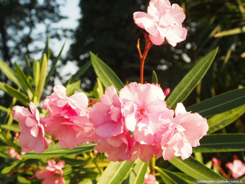 Лучшие мгновения лихого 2020