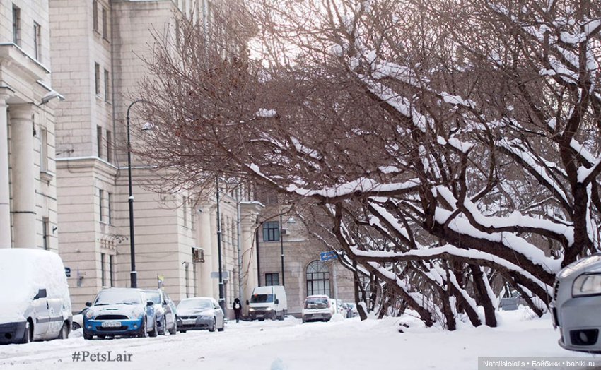 Просто так с думами о будущей весне (фото 4)